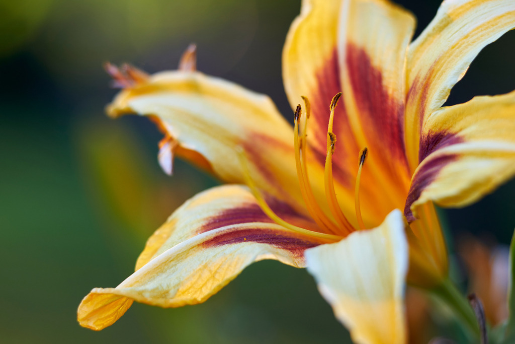 Gelbe Taglilie | Austria - August 01, 2020: im Hausgarten; Gelbe Taglilie im Garten. - Realisiert mit Pictrs.com