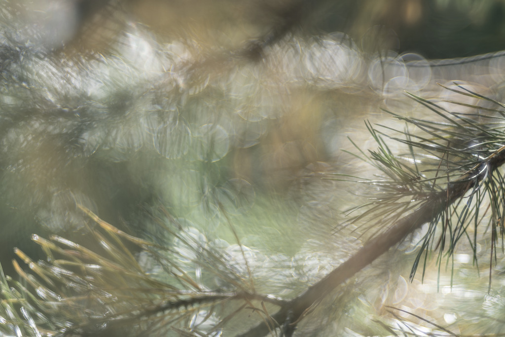 versteckt | Lichtspiel zwischen Kiefernadeln - Realisiert mit Pictrs.com