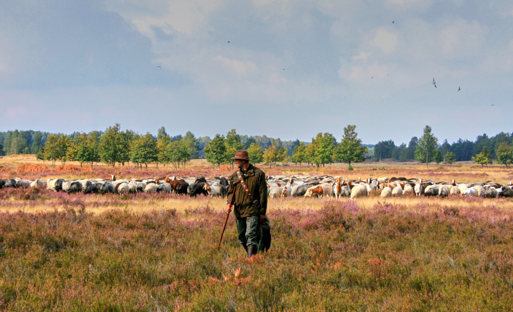 WIKIMEDIA-FOTO Heidepflege_mit_Schafen | Bedeutsame Landschaften Deutschlands - Realisiert mit Pictrs.com