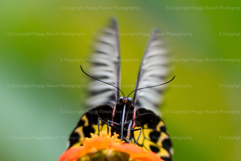 Schmetterling groß | PeggyRaschPhotography - Realisiert mit Pictrs.com