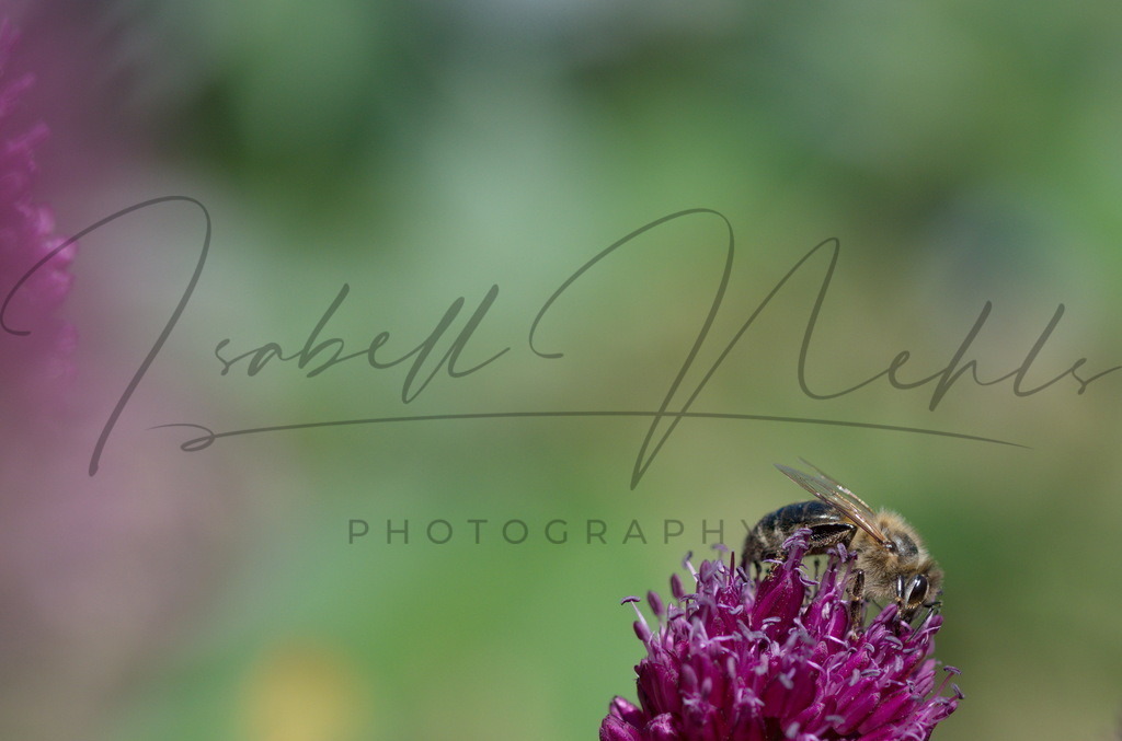 134_Biene | i-n-photography - Realisiert mit Pictrs.com