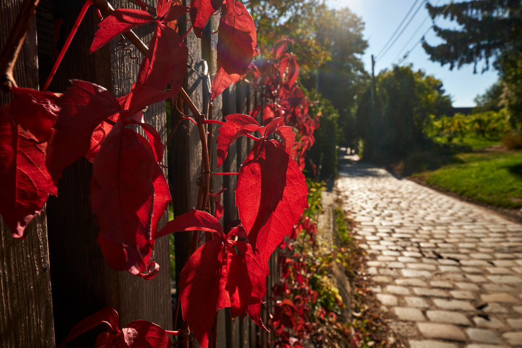 Wilder Wein auf dem Holzzaun mit Blick auf den Wanderweg | Wien, Austria - October 17, 2021: Wilder Wein auf dem Holzzaun mit Blick auf den Wanderweg. - Realisiert mit Pictrs.com