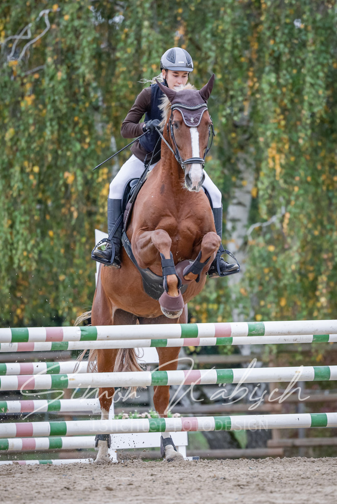 20251012-_3LI4399 | Tierfotografie Pferde, Hunde, Katzen, Haustiere.
Turnierfotografie Reitturniere, Reiten, Springreiten, Dressur in Hanau, dem Main-Kinzig-Kreis und dem Rhein-Main- Gebiet um Frankfurt
