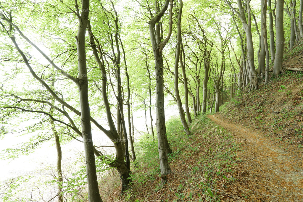 Maigrün am steilen Nordufer | Ein schmaler Pfad führt am nördlichen Steilufer von Rügen entlang. Frische Buchenblätter verzaubern diesen Ort am Meer im Frühling.