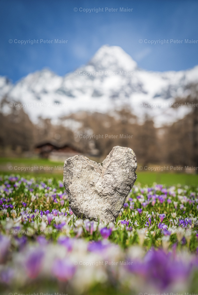 Frühling_Kals_Lucknerhaus_2020-277 | piet_flosse