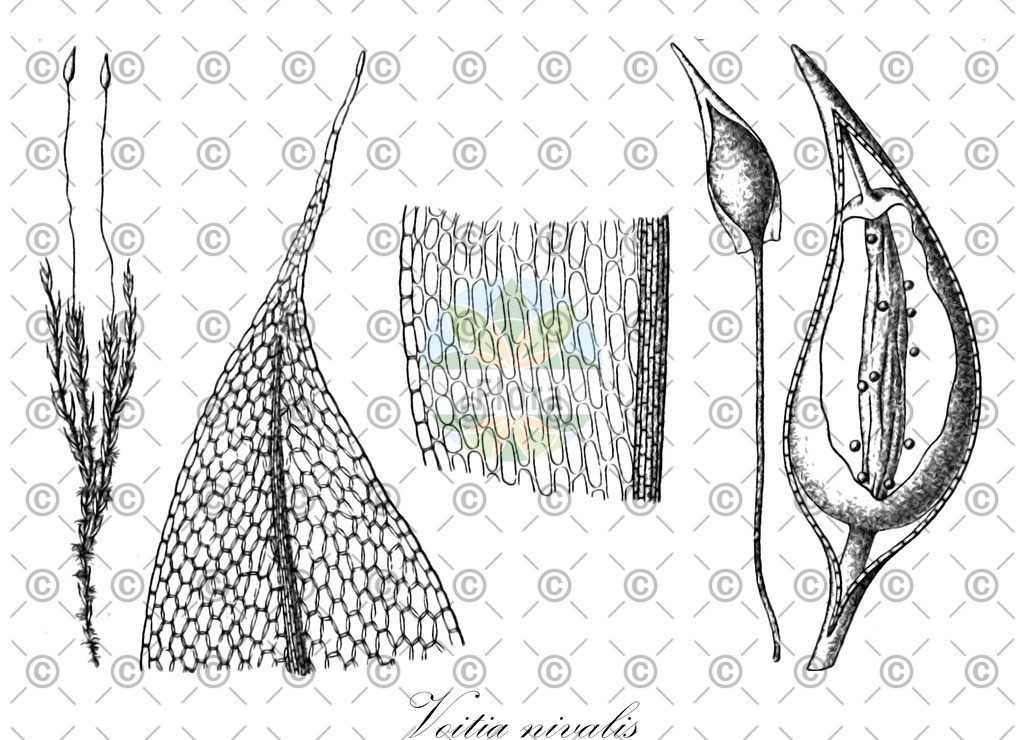 HistAbb_878T_2_ENZY_Simple | Historische Abbildung von Voitia nivalis - Splachnaceae | Historical Illustration of Voitia nivalis - Splachnaceae