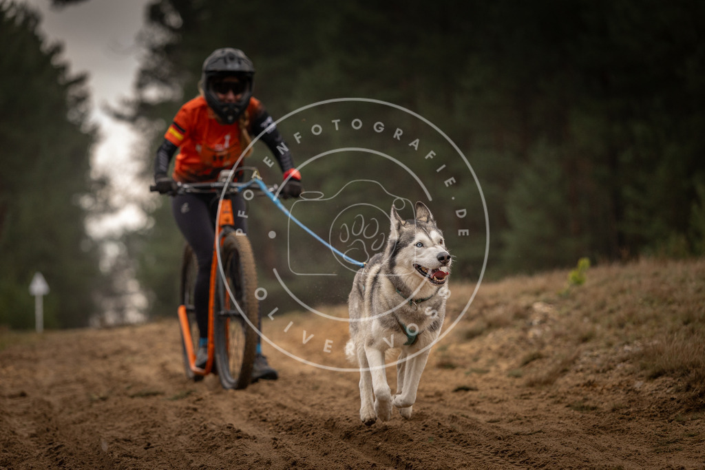 Pfotenfotografie_DV3A4993 | Hundefotografie, Tierfotograf, Pfotenfotografie, Fotoshooting Hund, Hunde Portrait, Hundesport, Hundeportraits, Heideshooting, Hunde, Sportfotograf, Hundefotograf, Turnierhundsport, THS,  - Realisiert mit Pictrs.com