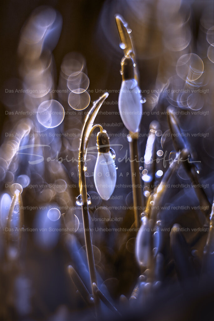 Schneeglöckchen im Bubbleland | einige Schneeglöckchen mit Bubblebokeh im magischen licht - Realisiert mit Pictrs.com