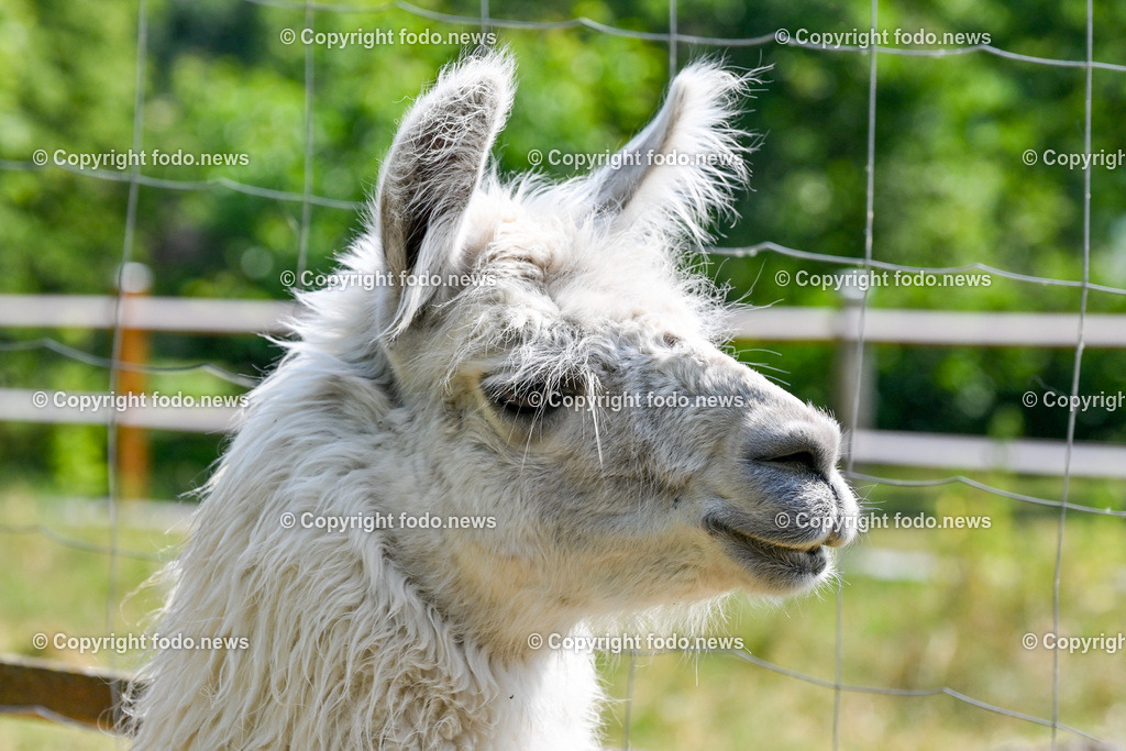 Daniela Urich_ Schlagersaengerin_ Tiergnadenhof_ 18.06.2023-27 | 18.06.2023, Schwanenstadt, AUT, Daniela Urich, im Bild ein Lama am Gnadenhof von Daniela Urich (Schalgersaengerin, Coiffeur-Kosmetik, Hotelier, Betreiberin eines Tier Gnadenhof)