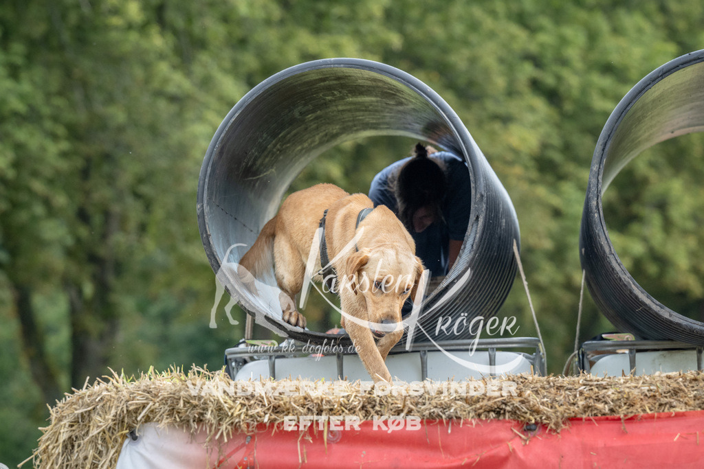 0951_ZZ91389 | kk-dogfotos