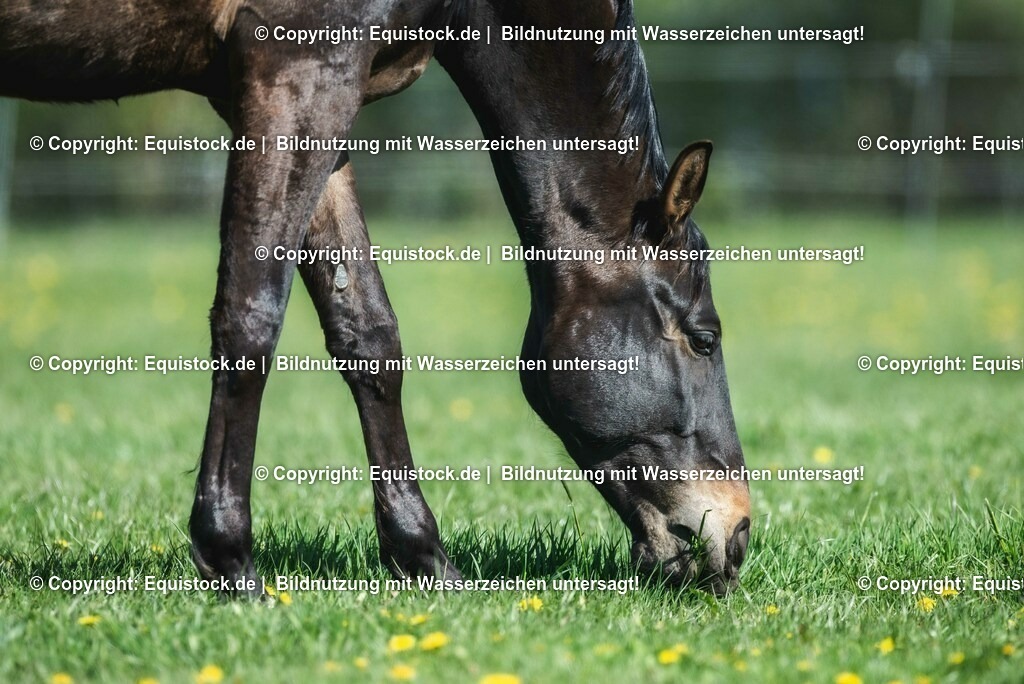 20210426_Pferd-auf-Koppel_0086 | equistock