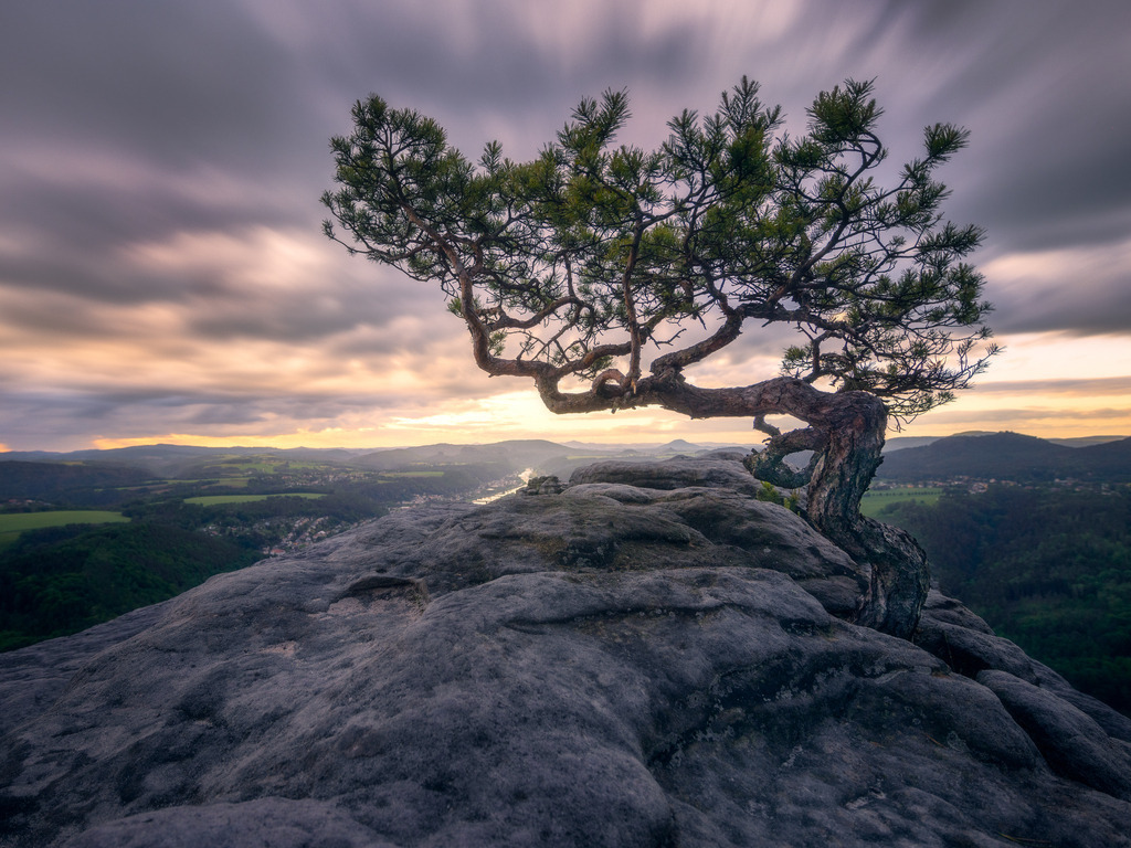 Tree of Light | tobiasneyer - Realisiert mit Pictrs.com