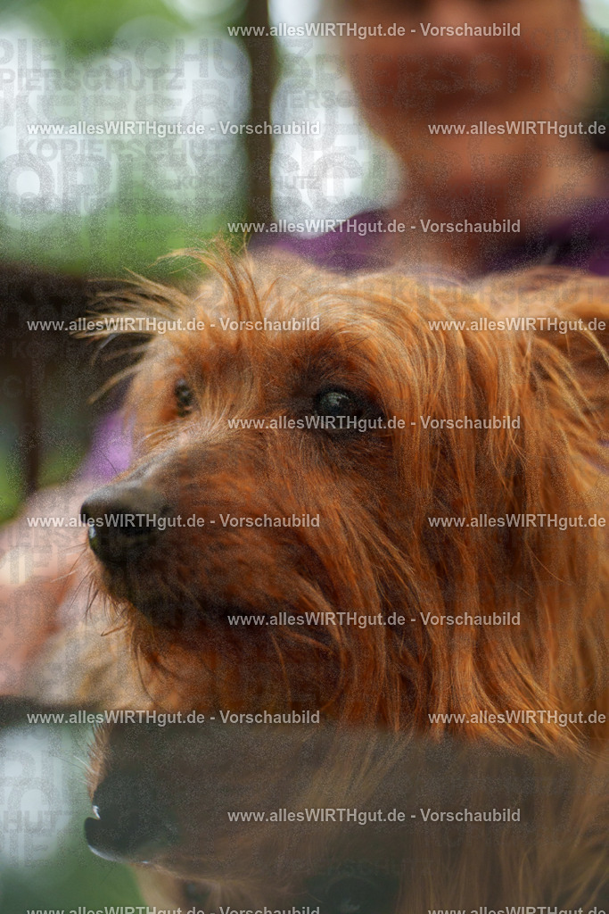 @allesWIRTHgut_Tierfotografie - www.allesWIRTHgut.de - 111507-7R508433 | Professionelle Tierfotografie in Mönchengladbach von Daniel Wirth (allesWIRTHgut). Liebevolle & natürliche Bilder von Hunden & Katzen für unvergessliche Erinnerungen.