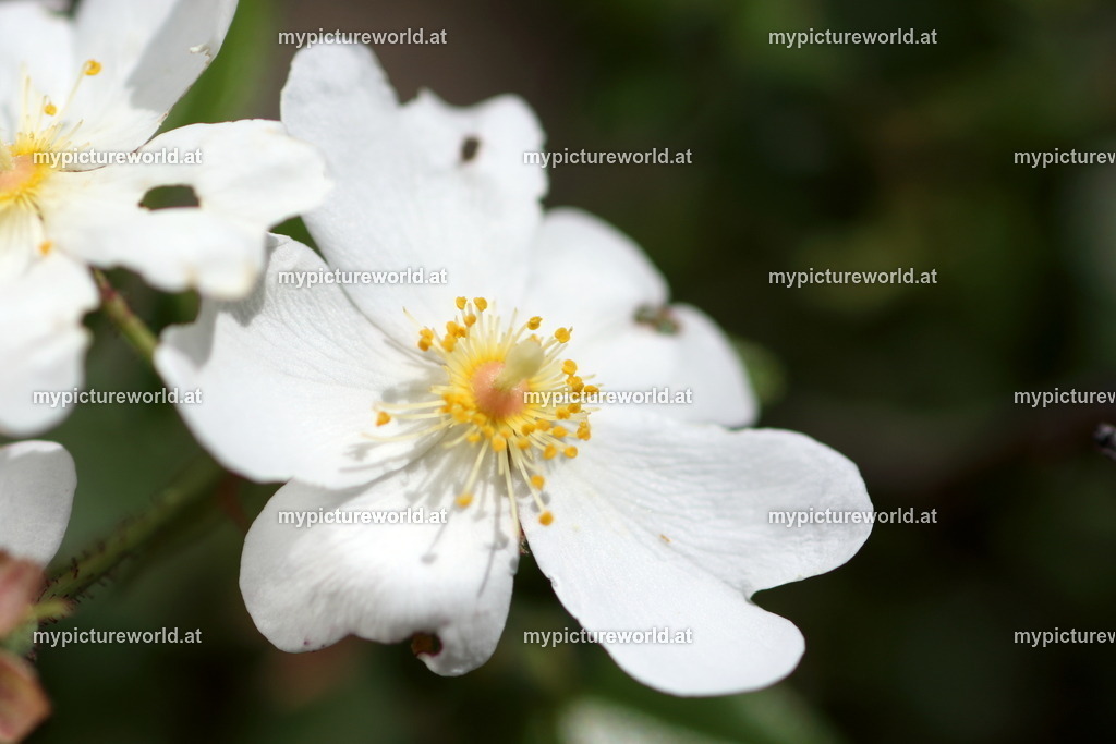 Immergrüne Rose-006 | Das Bilderarchiv über Tiere, Planzen und Landschaften. In der Bilddatenbank finden Sie ein große Auswahl an hochwertigen Bilder für Ihre Werbung - Realisiert mit Pictrs.com