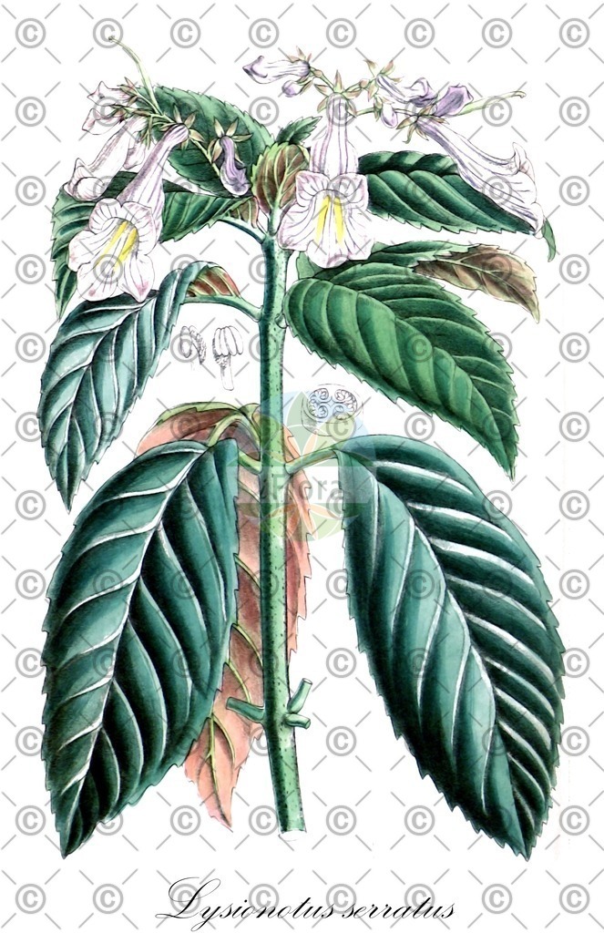 HistAbb_wfo-0000814215_2_ENZY_Simple | Historische Abbildung von Lysionotus serratus - Gesneriaceae | Historical Illustration of Lysionotus serratus - Gesneriaceae