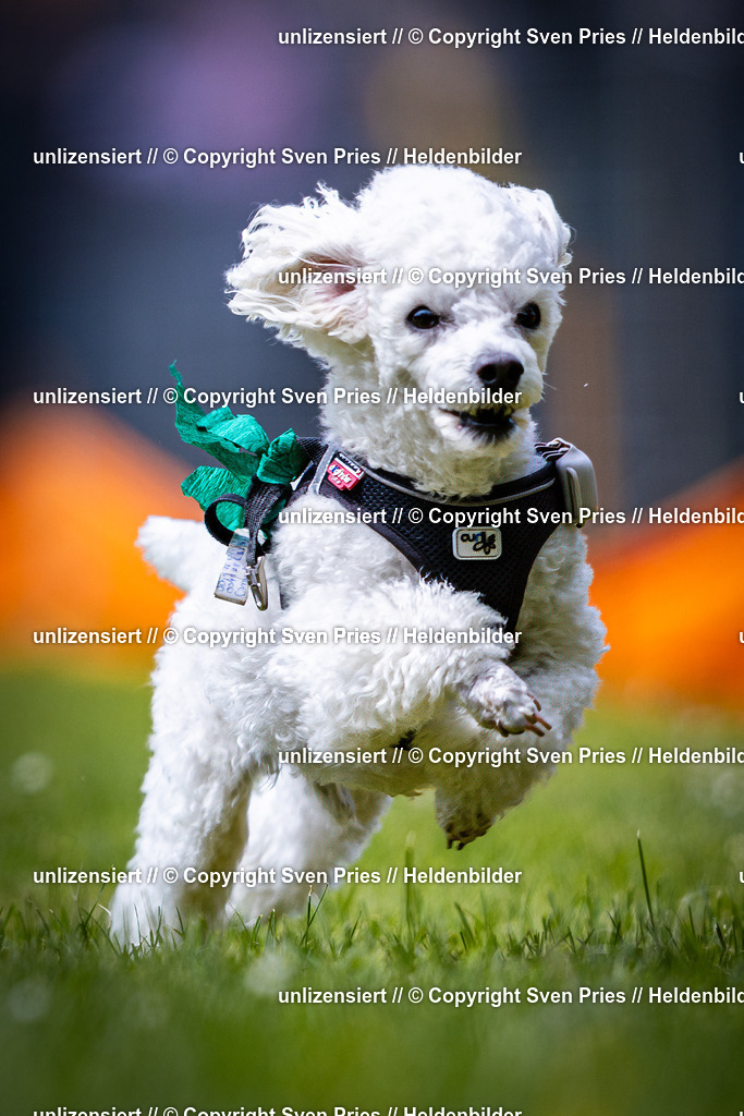 Sven Pries | 2026-05-14 - Hunderennen KA Durlach Vatertag 2026 - Realisiert mit Pictrs.com