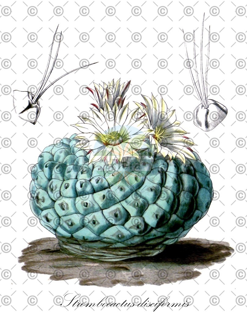 HistAbb_wfo-0000505584_1_ENZY_Simple | Historische Abbildung von Strombocactus disciformis - Cactaceae | Historical Illustration of Strombocactus disciformis - Cactaceae