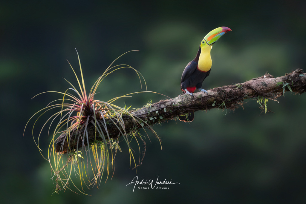 Farbenfroh im Regenwald | Andre Wandrei - Nature Artworx - Realisiert mit Pictrs.com