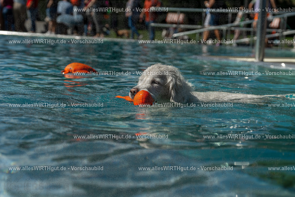 Hundeschwimmen_Volksbad_2026-allesWIRTHgut_Tierfotografie-2609061307-121750-7R500536 | Professionelle Tierfotografie in Mönchengladbach von Daniel Wirth (allesWIRTHgut). Liebevolle & natürliche Bilder von Hunden & Katzen für unvergessliche Erinnerungen.