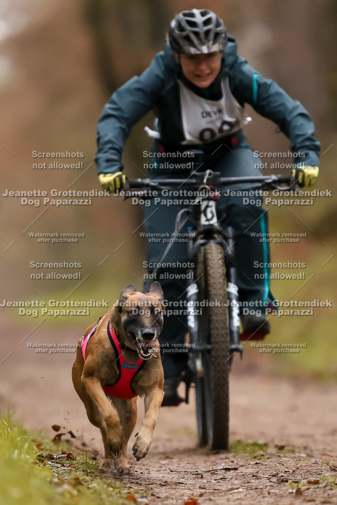 Dog Paparazzi - Speedhunter Mannheim  2025-28 | Dog Paparazzi Jeanette Grottendiek Fotografie & Videografie