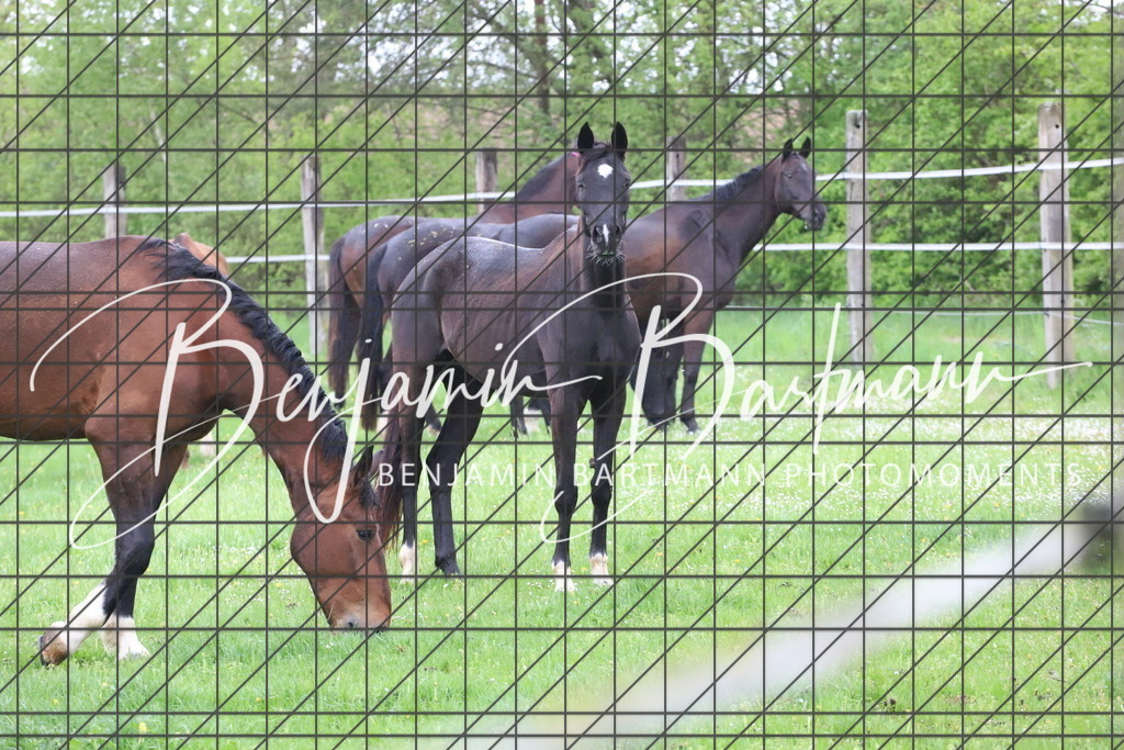 IMG_4285 | Benjamin Bartmann Photomoments