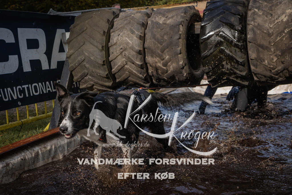 1411_ZZ94144 | kk-dogfotos