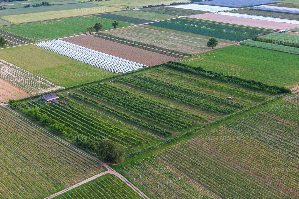 Luftbild: Eier-Meier's Obstplantage im Ortsteil Mühlhofen in Billigheim-Ingenheim im Bundesland Rheinland-Pfalz in Deutschland. Foto: IMG_100562.jpg vom 01.06.2017 durch Werner Riehm/FLY-FOTO.de