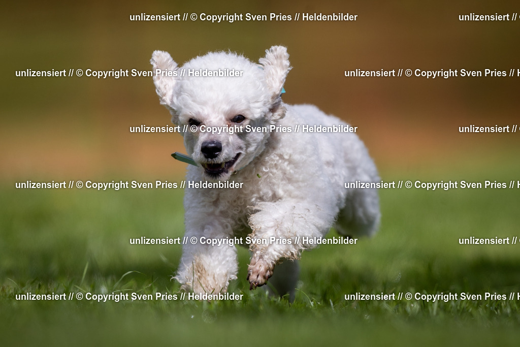 Sven Pries | 2024-04-21 - Hunderennen Baden-Oos
Foto: Sven Pries - Realisiert mit Pictrs.com