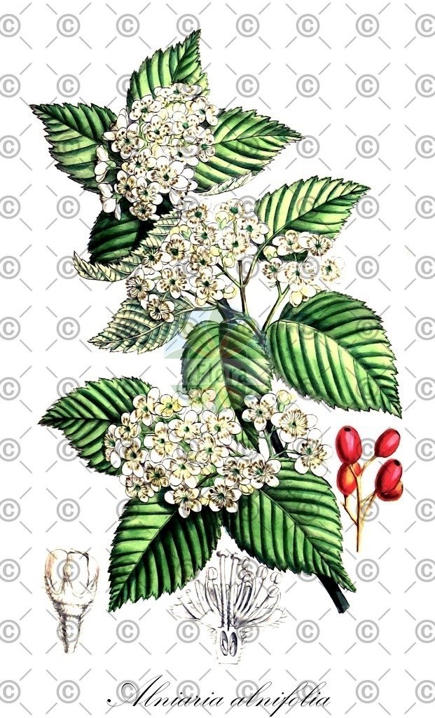 HistAbb_wfo-1000003094_1_ENZY_Simple | Historische Abbildung von Alniaria alnifolia - Rosaceae | Historical Illustration of Alniaria alnifolia - Rosaceae