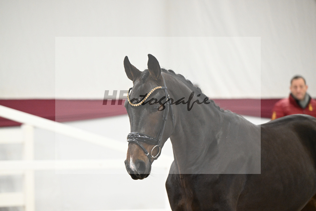 Kat-Nr. 73 Cornets Balou x For Pleasure_Michael Eichler_47252628 | hf-fotografie - Realisiert mit Pictrs.com