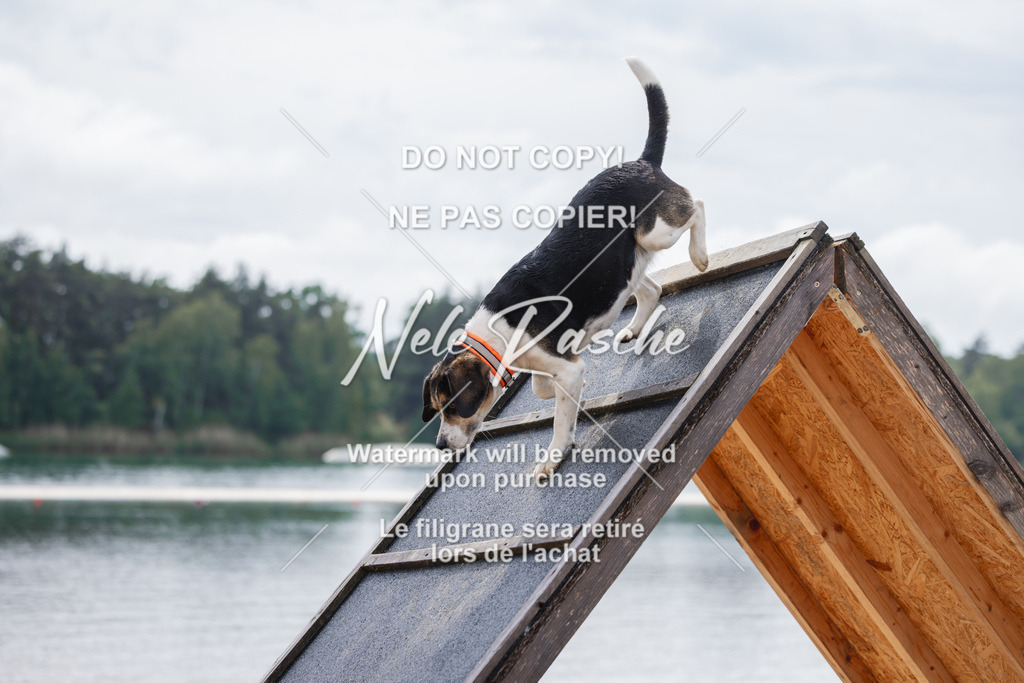 nelerasche_BuHu2026_So1530-Ende_38 | nelerasche