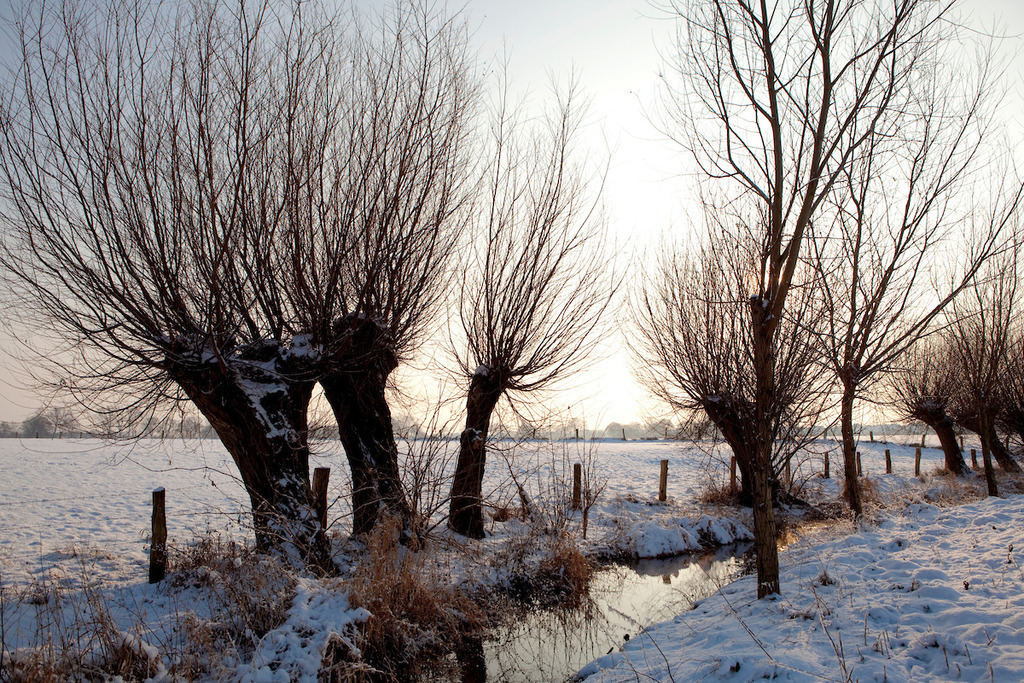 100107-030 | Europa, DEU, Deutschland, Nordrhein Westfalen, NRW, Rheinland, Niederrhein, Hoerstgen, Winter, Schnee, Baeume, Typische Kopfweiden, Gegenlicht, Kategorien und Themen, Natur, Umwelt, Landschaft, Jahreszeiten, Stimmungen, Landschaftsfotografie, Landschaften, Landschaftsphoto, Landschaftsphotographie, Naturschutz, Naturschutzgebiete, Landschaftsschutz, Biotop, Biotope, Landschaftsschutzgebiete, Landschaftsschutzgebiet, Oekologie, Oekologisch, Typisch, Landschaftstypisch, Landschaftspflege....[Fuer die Nutzung gelten die jeweils gueltigen Allgemeinen Liefer-und Geschaeftsbedingungen. Nutzung nur gegen Verwendungsmeldung und Nachweis. Download der AGB unter http://www.image-box.com oder werden auf Anfrage zugesendet. Freigabe ist vorher erforderlich. Jede Nutzung des Fotos ist honorarpflichtig gemaess derzeit gueltiger MFM Liste - Kontakt, Uwe Schmid-Fotografie, Duisburg, Tel. (+49).2065.677997, ..archiv@image-box.com, www.image-box.com] - Realisiert mit Pictrs.com