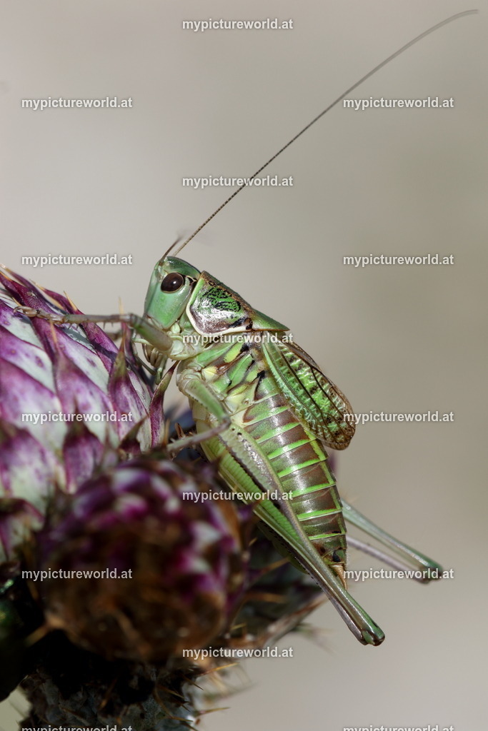 Gampsocleis abbreviata-001 | Das Bilderarchiv über Tiere, Planzen und Landschaften. In der Bilddatenbank finden Sie ein große Auswahl an hochwertigen Bilder für Ihre Werbung - Realized with Pictrs.com