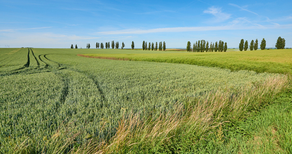 Lommatzsch Lange Allee | Fotos als Raumschmuck - Realisiert mit Pictrs.com