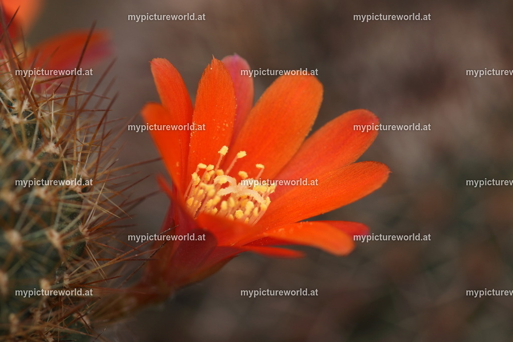 Rebutia fiebrigii-002 | Das Bilderarchiv über Tiere, Planzen und Landschaften. In der Bilddatenbank finden Sie ein große Auswahl an hochwertigen Bilder für Ihre Werbung - Realisiert mit Pictrs.com