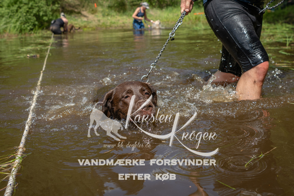 1211DKK992074 | kk-dogfotos