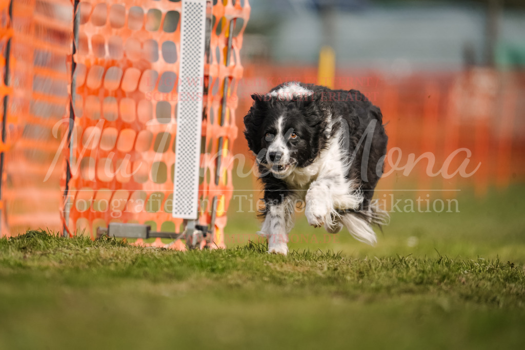 20250928_Hunderennen-214 | MuT (Mensch und Tier) mit Mona - Fotografie und Tierkommunikation - Realisiert mit Pictrs.com