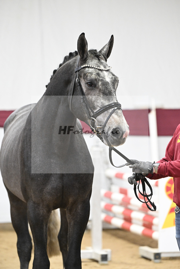 Kat-Nr. 71 Comilfo Plus Z x Casallco_PBM Pfefferle GmbH_47252835 | hf-fotografie - Realisiert mit Pictrs.com