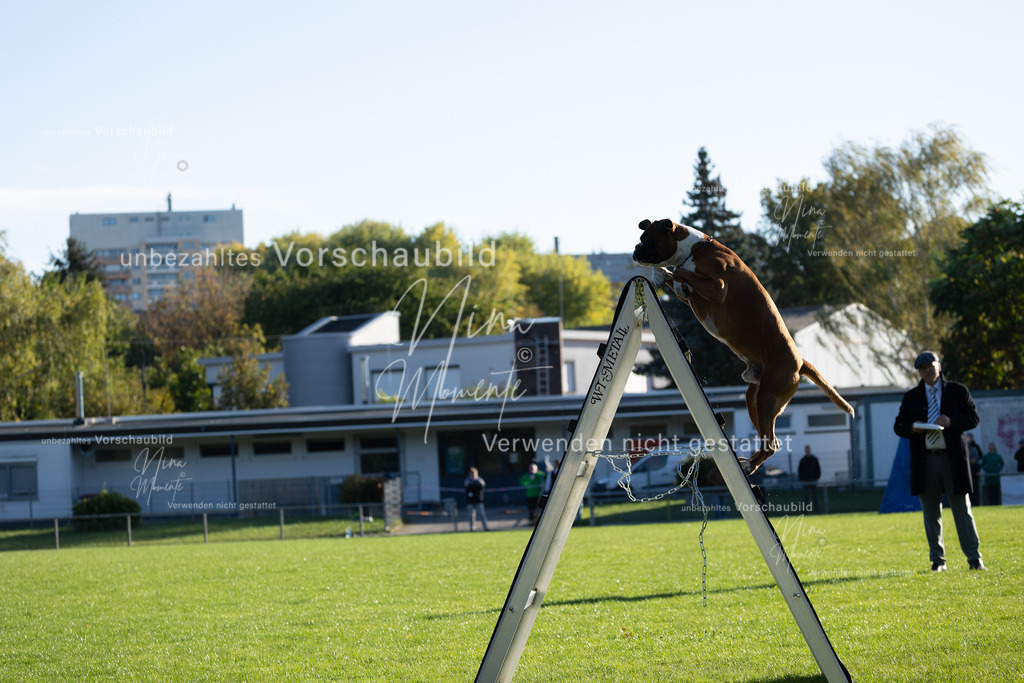 _16A4856 | Einzigartige Fotos von Hunden & Menschen –Actionfotos, Portraits, Vereinsaufnahmen & Paarshootings – authentisch, lebendig & mit Herz.