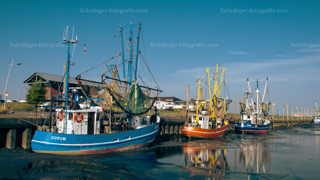 Schifferboote in Wurster | Prunkvoll und malerisch inmitten des Vordeichgeländes von Spieka-Neufeld, Dorum-Neufeld und Wremen gelegen, kann die Wurster Nordseeküste gleich mit drei Kuttenhäfen aufwarten. Die meisten der bunten Fischkutter sind natürlich in Betrieb und geben ein nahezu malerisches Bild ab.Weitere Informationen finden sie auf der Homepage der Wurster Nordseeküste.Copyright Kurverwaltung Wurster Nordseeküste - Realisiert mit Pictrs.com