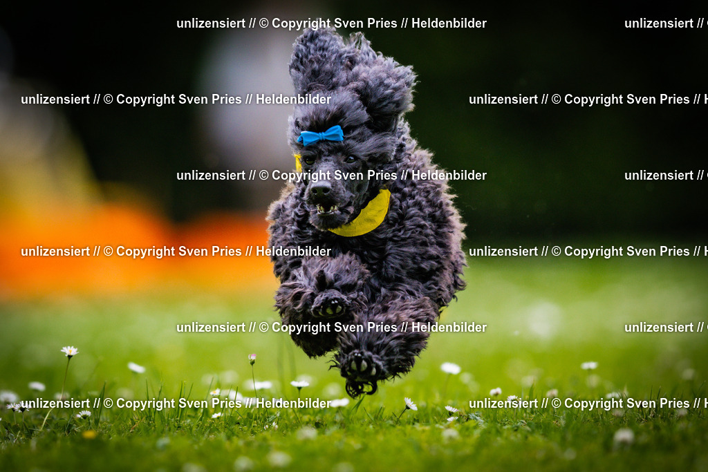 Sven Pries | 2025-05-29 - Pudelrennen KA-Durlach - Realisiert mit Pictrs.com