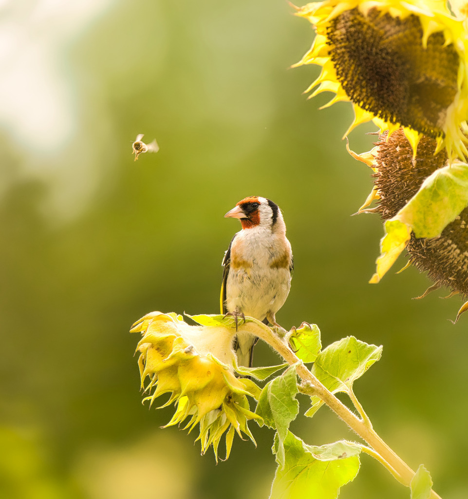 DSC04454 | die schönsten Bilder aus Wald und Wiese, sowie Streifzüge durch den Garten mit der gesamten Blumen & Insektenwelt.   - Realisiert mit Pictrs.com
