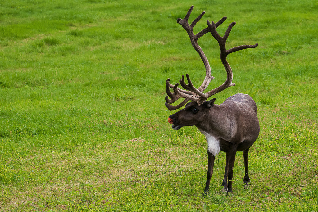 P1004336-Bearbeitet-2022-LR | Natur im Moment - Realisiert mit Pictrs.com