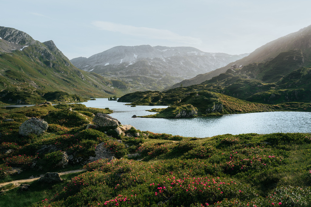 Giglachseen | Erikablüte bei den Giglachseen in den niederen Tauern.  - Realisiert mit Pictrs.com