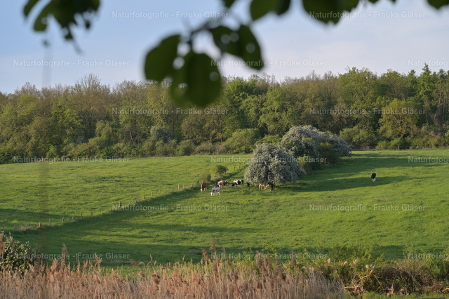 DSC_7751 | Naturfotografie Frauke Gläser - Realisiert mit Pictrs.com