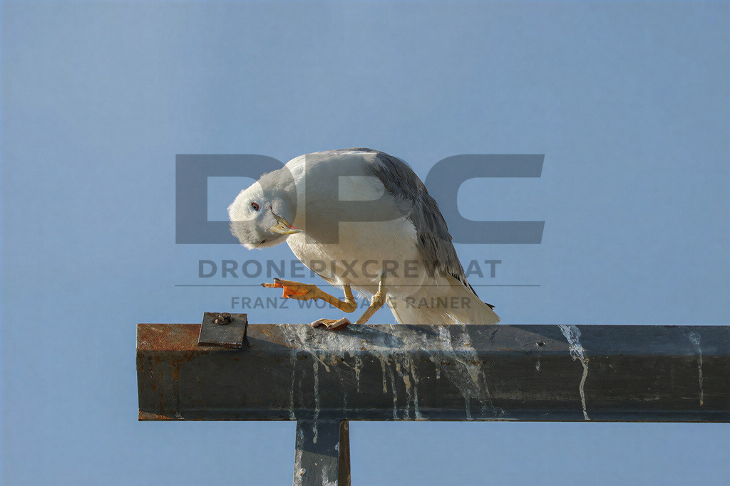 Yellow-legged Gull (Larus michahellis) | Yellow-legged Gull (Larus michahellis), a large gull species commonly found along Mediterranean coasts, rocky shorelines, harbours and coastal areas. - Realisiert mit Pictrs.com