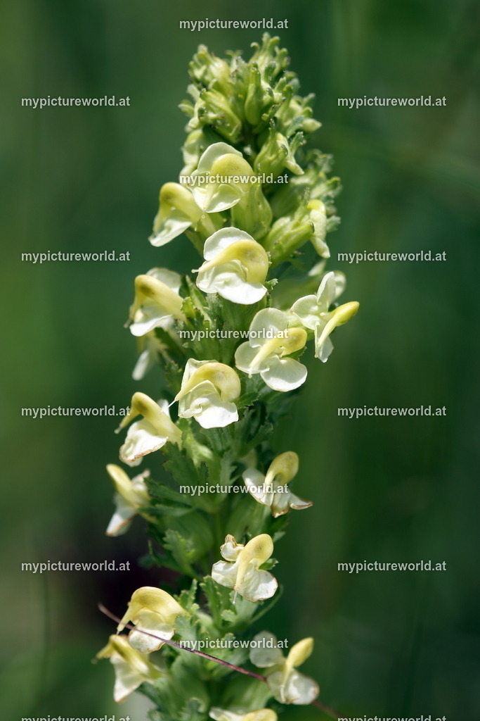 Langähriges Läusekraut-001 | Das Bilderarchiv über Tiere, Planzen und Landschaften. In der Bilddatenbank finden Sie ein große Auswahl an hochwertigen Bilder für Ihre Werbung - Realisiert mit Pictrs.com