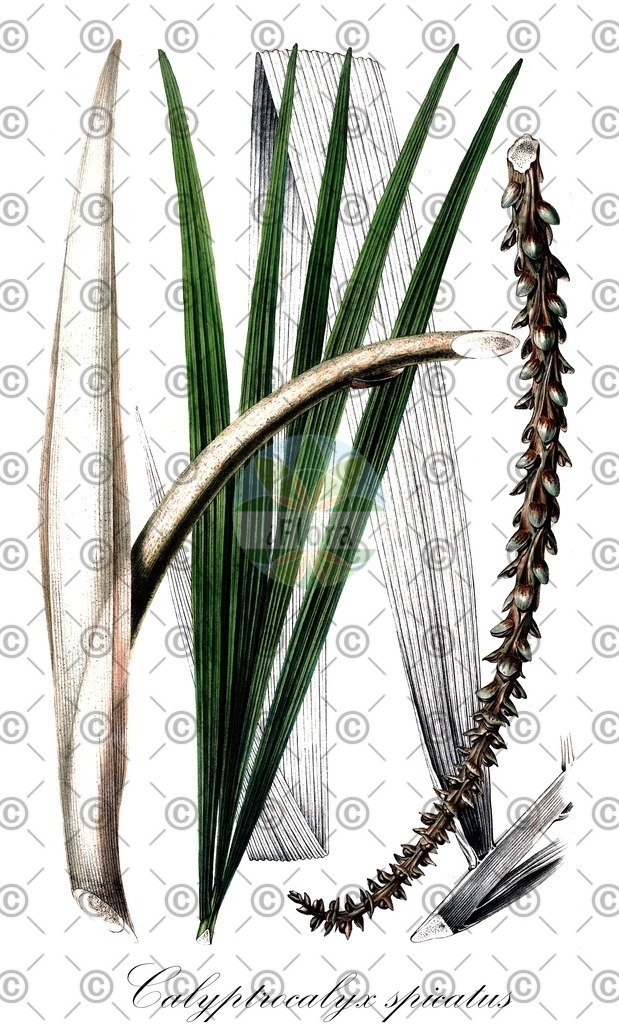 HistAbb_wfo-0000788274_2_ENZY_Simple | Historische Abbildung von Calyptrocalyx spicatus - Arecaceae | Historical Illustration of Calyptrocalyx spicatus - Arecaceae