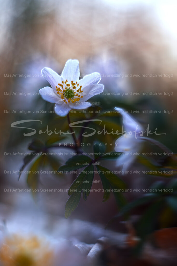 Buschwindröschen im Wald | Ein Buschwindröschen mit wunderschöner Blüte im Wald. Unscharfes Bokeh - Realisiert mit Pictrs.com