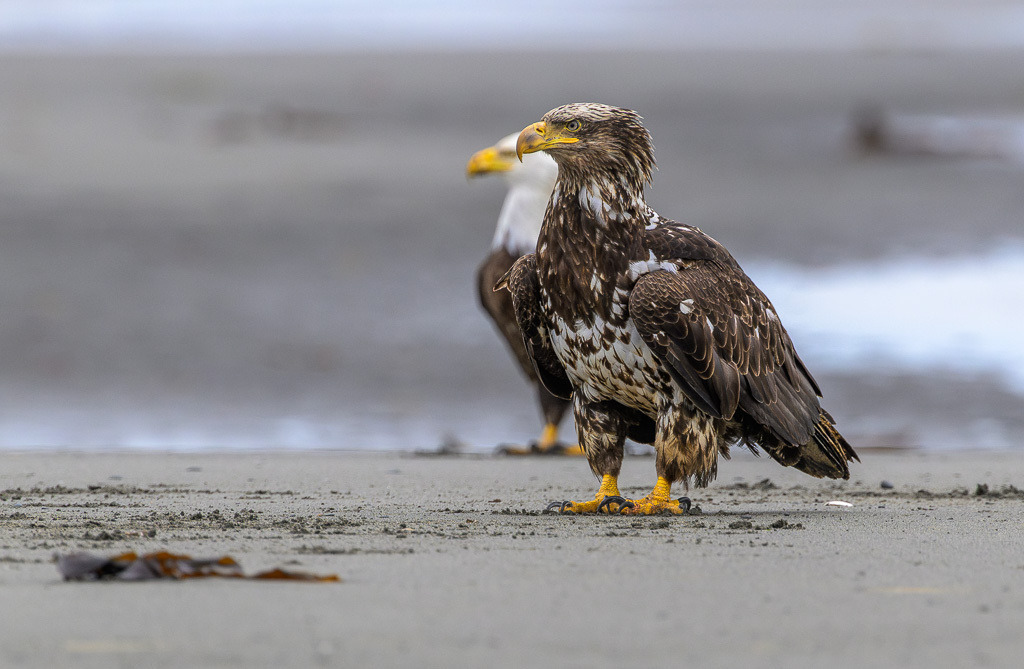 Alaska | Anchor Pont. Weißkopfseeadler am Strand. - Realisiert mit Pictrs.com